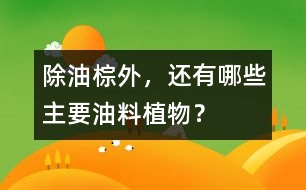 除油棕外，還有哪些主要油料植物？