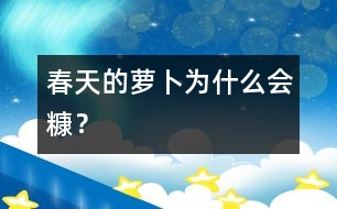 春天的蘿卜為什么會糠？