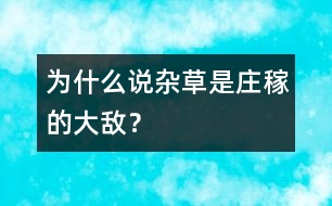為什么說雜草是莊稼的大敵？