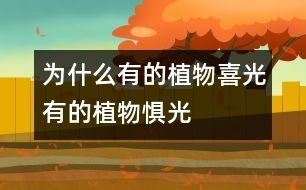 為什么有的植物“喜光”有的植物“懼光”？