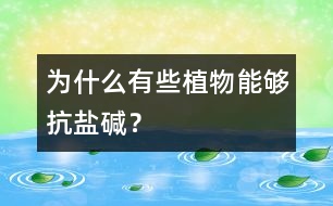 為什么有些植物能夠抗鹽堿？