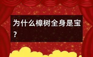 為什么樟樹全身是寶？