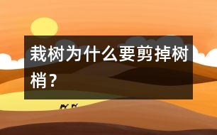 栽樹為什么要剪掉樹梢？