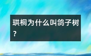 珙桐為什么叫鴿子樹(shù)？