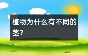 植物為什么有不同的莖？