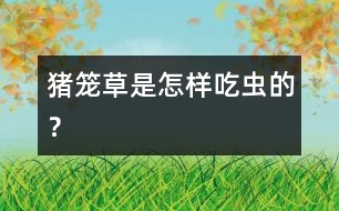 豬籠草是怎樣“吃”蟲(chóng)的？