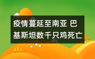 疫情蔓延至南亞 巴基斯坦數(shù)千只雞死亡